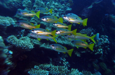 Fototapeta na wymiar Snappers near St. Johns Reef, Red Sea, Egypt