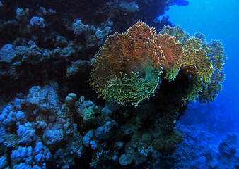 Fire coral in Red Sea, Egypt