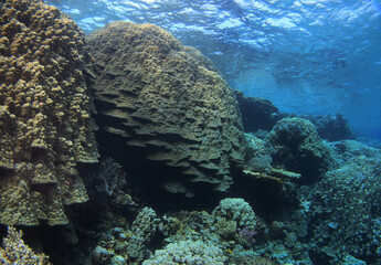 Dome Coral, Porites nodifera, Fury Shoal, Red Sea, Egypt 