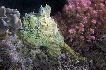 Reef octopus in Red Sea, Egypt, underwater photograph