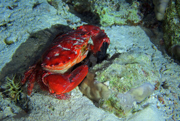 Splendid Red Spooner Crab © bayazed