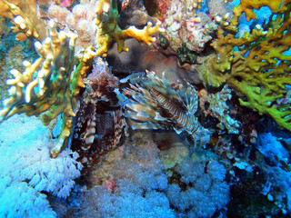 Lion fish, Red Sea, Egypt