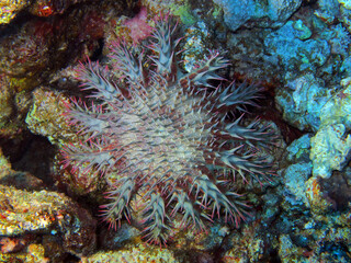Naklejka na ściany i meble Crown-of-thorns starfish, Red Sea, Egypt