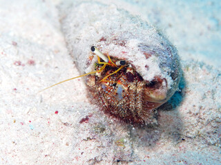 Hermit crab in Red Sea, Egypt
