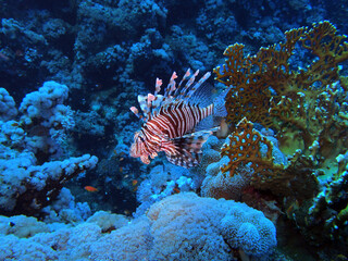 Lion fish, Red Sea, Egypt