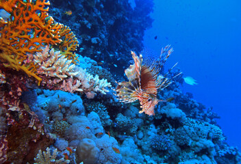 Fototapeta na wymiar Lion fish, Red Sea, Egypt