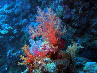 Naklejka na ściany i meble Soft coral, Red Sea, Egypt 