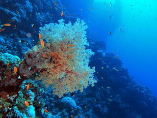 Fototapeta na wymiar Soft coral, Red Sea, Egypt 