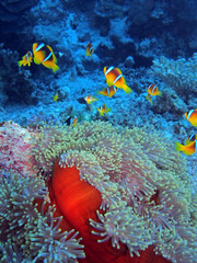 Fototapeta na wymiar Red Sea Anemonefish, Fury Shoal, Red Sea Egypt 
