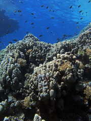 Fototapeta na wymiar Coral reef near St. Johns island, Red Sea, Egypt