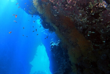 Fototapeta na wymiar Coral reef near St. Johns island, Red Sea, Egypt