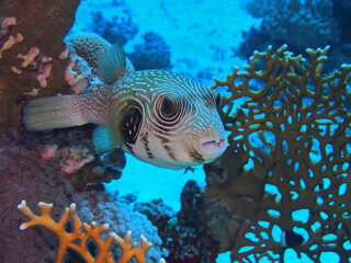 Yellowspotted burrfish, Marsa Mubarak, Marsa Alam area, Egypt