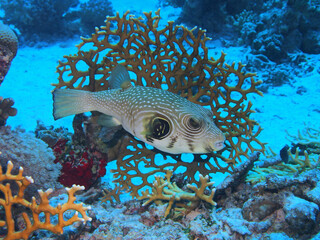 White-spotted puffer in Red Sea near St. Johns, Egypt, underwater photograph  © bayazed