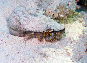 Hermit crab in Red Sea, Egypt