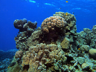 Naklejka na ściany i meble Coral reef near St. Johns island, Red Sea, Egypt