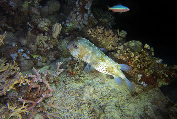 Yellowspotted burrfish in Red Sea, Egypt 