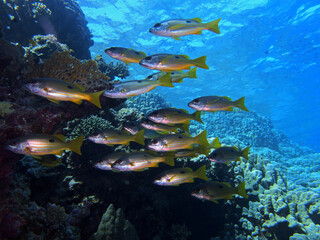 Fototapeta na wymiar Snappers near St. Johns Reef, Red Sea, Egypt
