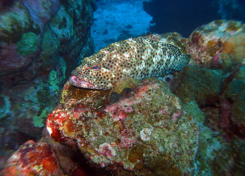 Coral grouper in Red Sea, Egypt