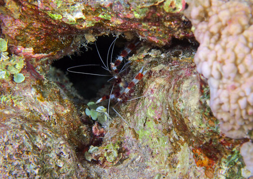 Boxer shrimp in Red Sea, Egypt