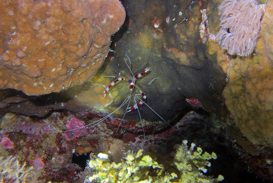 Boxer shrimp in Red Sea, Egypt