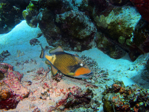 RiesenDrückerfisch Bilder Durchsuchen 809 Archivfotos