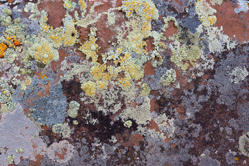 Gray, yellow and green lichens colony on brown stone surface. Natural background
