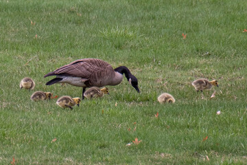 Wisconsin Birds Geese Goose Goslings