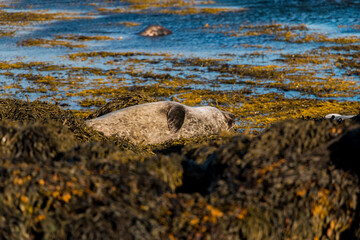 Cute Seal sleeping in Snælfellsnes Peninsula, Ytri-Tunga Beach Iceland