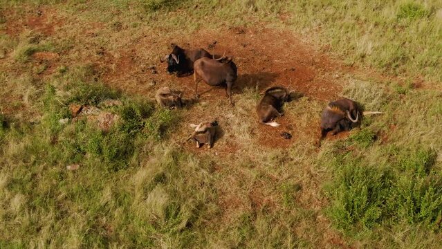 Aerial drone footage of a herd of wildebeests or gnus in the safari