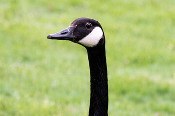 Wisconsin Birds Geese Goose Goslings