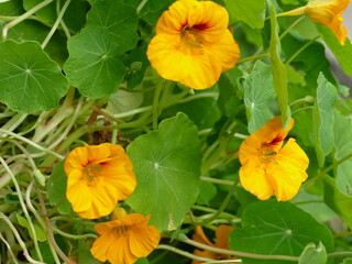 Close-up of a bright orange nasturtium
