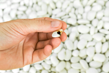 a woman holds a spoiled white bean in her hand. bean disease and bean harvest concept