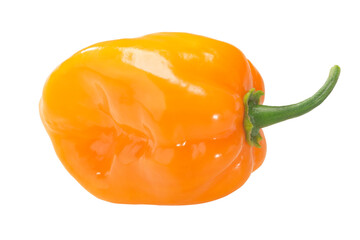 Orange Habanero pepper isolated. Capsicum chinense fruit