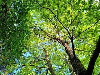 trees in the forest