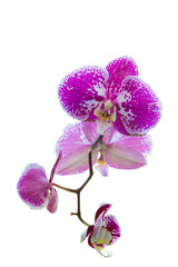Fototapeta na wymiar Pink orchid flower on a white background.