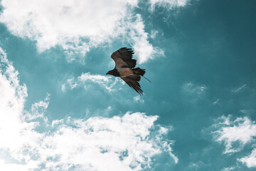 A buzzard in a beautiful turquoise sky