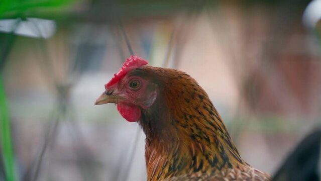 A close-up brown chicken looks into the frame through a mesh fence. Smooth camera movement near the aviary with chickens. Blurred background