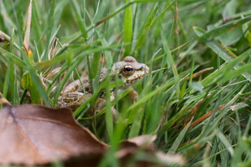 grenouille cachée dans l'herbe