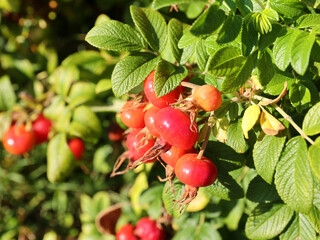 rosehip berries 