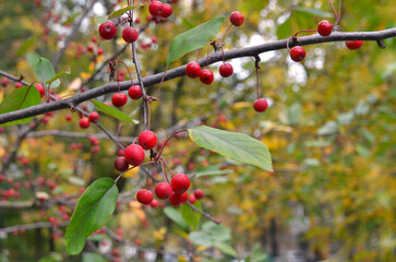 Red decorative paradise apples on a branch against the background of autumn trees.