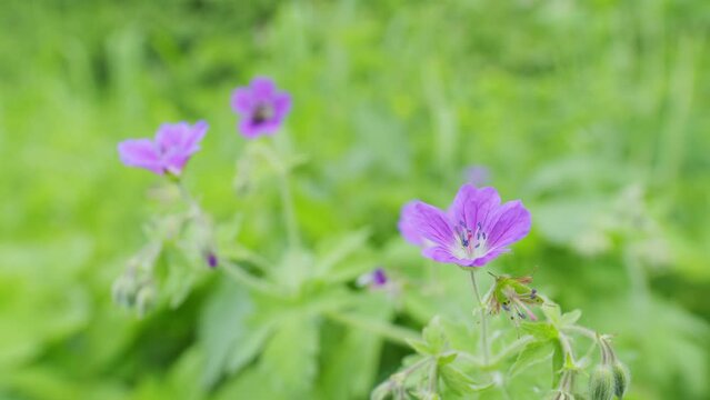 West virginia wildflower. Purple wild geranium or geranium maculatum, with colorful green meadow background. Slow motion.