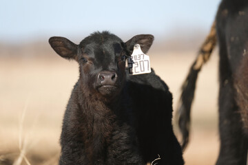 Funny face of black angus beef calf with blurred background on Texas cattle ranch.