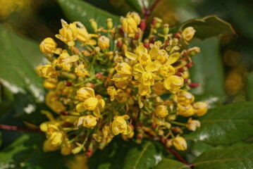 yellow small buds of wild flowers on a green stem with leaves on summer nature
