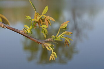 one thin gray walnut tree branch with small green leaves in nature on a gray background