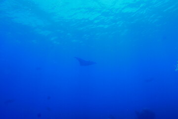 Scuba diving with Manta ray in Yap, Micronesia（Federated States of Micronesia）