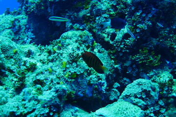 Scuba diving with Manta ray in Yap, Micronesia（Federated States of Micronesia）