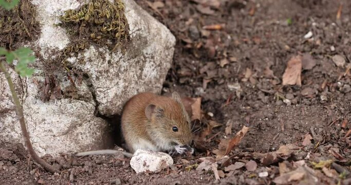 Bank vole in autumn forest