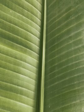 Textura de hoja tropical