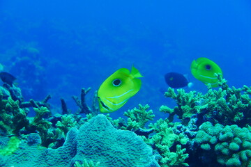 Scuba diving with Manta ray in Yap, Micronesia（Federated States of Micronesia）
