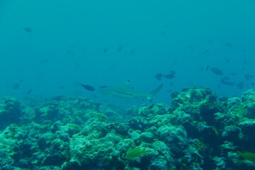 Scuba diving with Manta ray in Yap, Micronesia（Federated States of Micronesia）